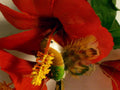 Hibiscus and Humming Bird Image